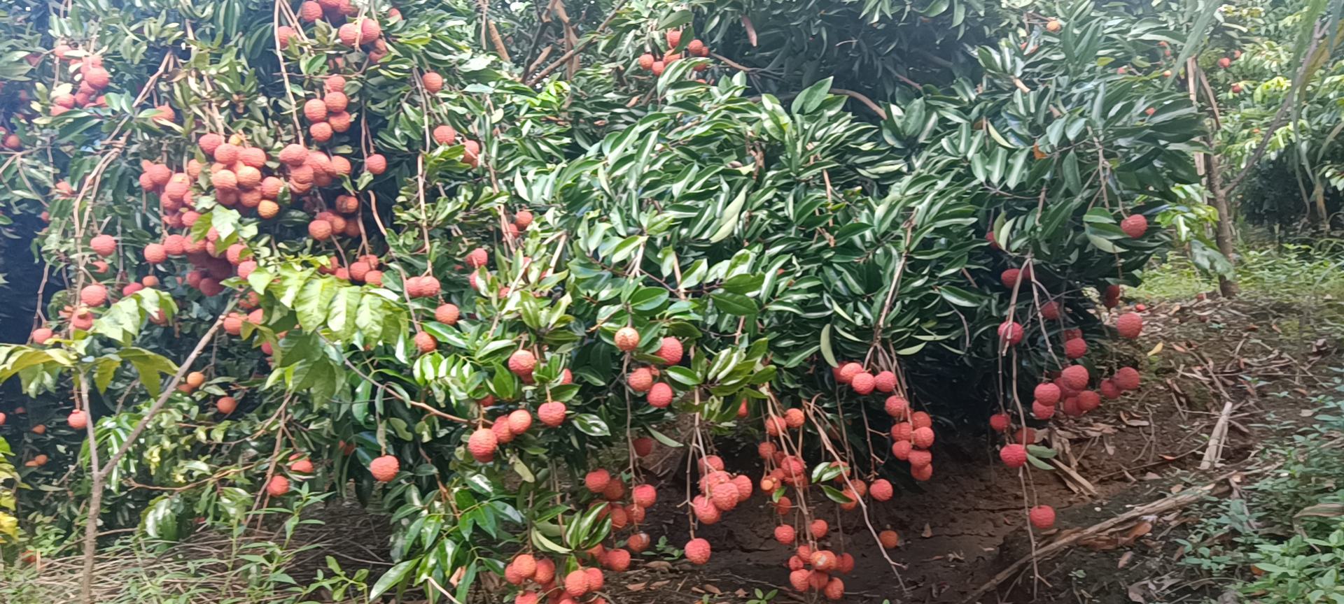 桂味荔枝挑选对比图