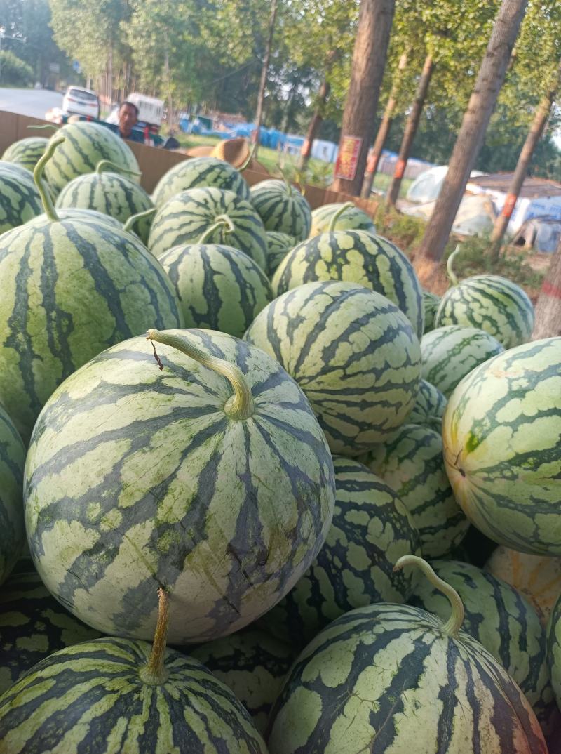 美都西瓜头茬美都