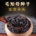 知母种子纯新种子基地直供提供技术批发零售
