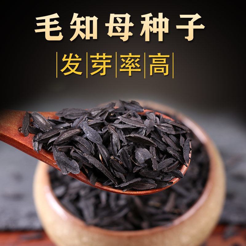知母种子纯新种子基地直供提供技术批发零售