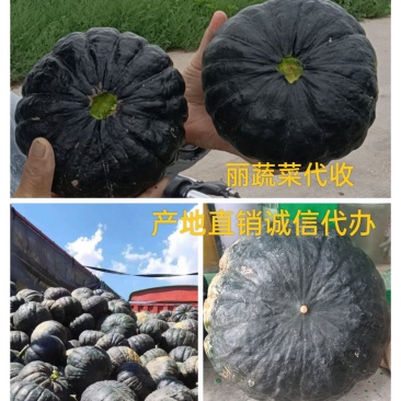 黑皮日本南瓜黑皮南瓜品质好量大，面甜
