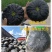 黑皮日本南瓜黑皮南瓜品质好量大，面甜