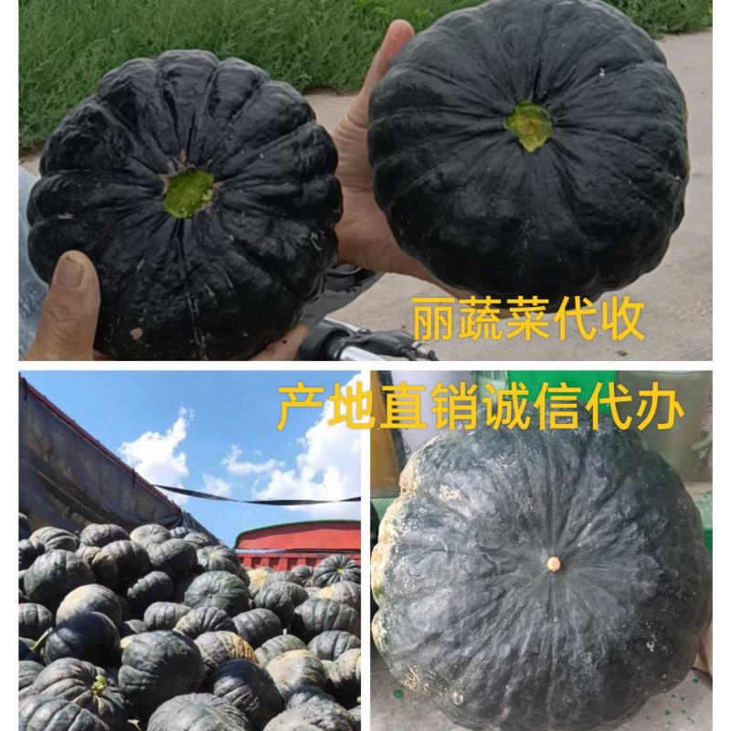黑皮日本南瓜黑皮南瓜品质好量大，面甜