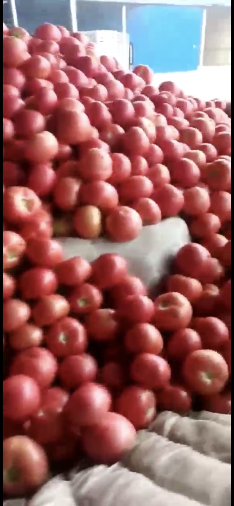 优质西红柿山东莘县番茄可大量出售量大优惠产地直发