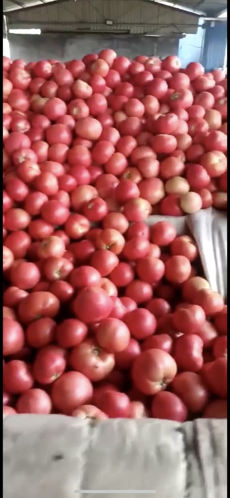 优质西红柿山东莘县番茄可大量出售量大优惠产地直发