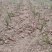 知母种子纯新种子基地直供提供技术批发零售