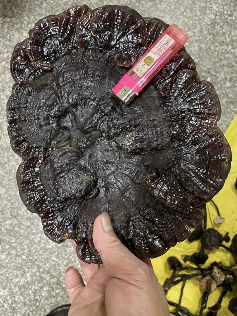 纯野生灵芝新鲜灵芝武平纯野生新鲜灵芝
