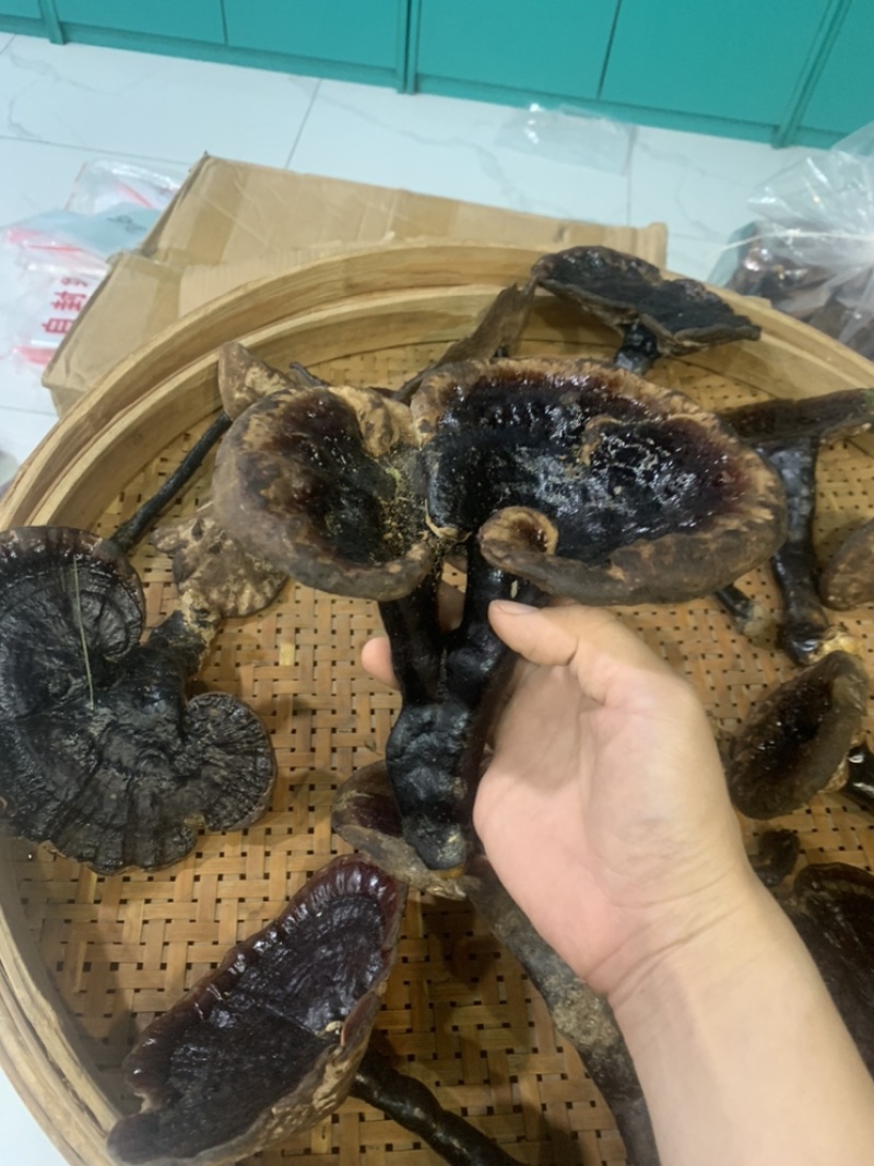 纯野生灵芝新鲜灵芝武平纯野生新鲜灵芝