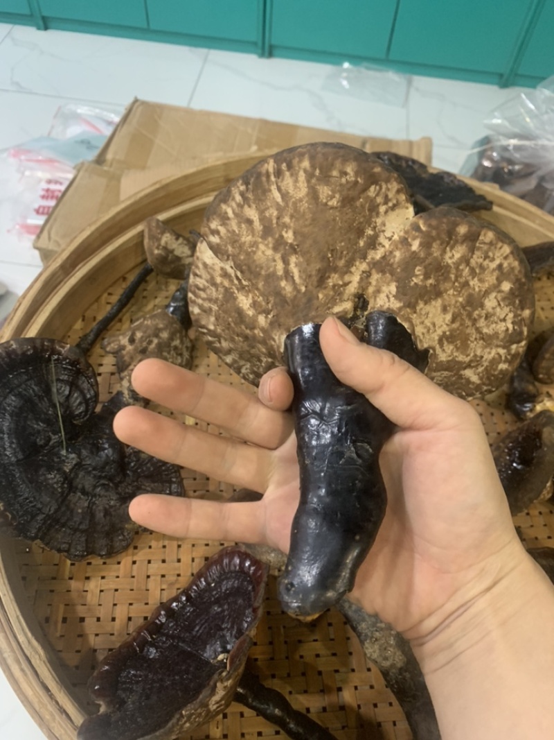 纯野生灵芝新鲜灵芝武平纯野生新鲜灵芝
