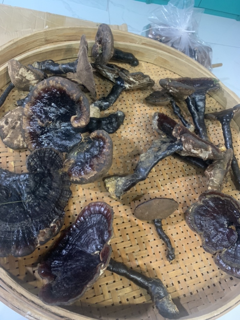 纯野生灵芝新鲜灵芝武平纯野生新鲜灵芝