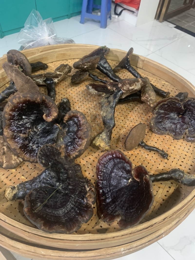 纯野生灵芝新鲜灵芝武平纯野生新鲜灵芝