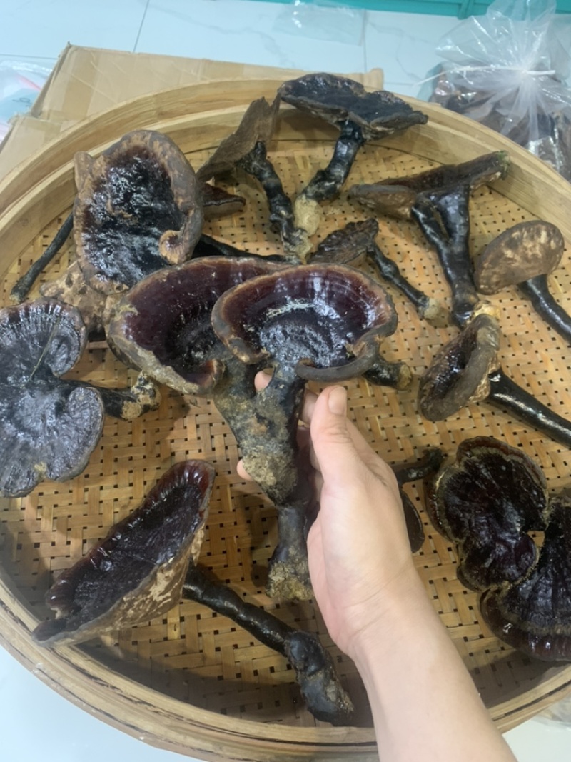 纯野生灵芝新鲜灵芝武平纯野生新鲜灵芝
