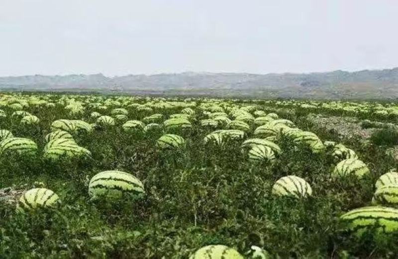 【特推】硒砂瓜石头瓜，糖度13+质量保证
