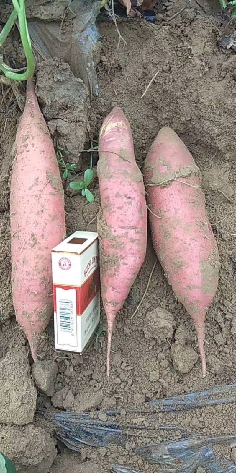 河北龙薯九，皮毛亮，条形好，无沟眼，供应大客商，电商超市
