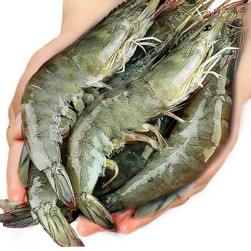 海洋大对虾鲜活冷冻