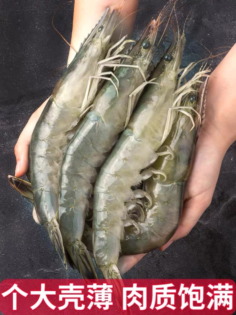 海洋大对虾鲜活冷冻