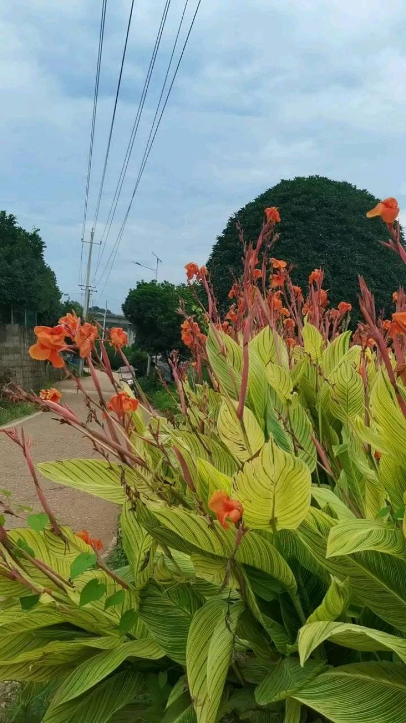 苗圃供应花境植物美人蕉水生美人蕉多色美人蕉地苗美人蕉杯苗