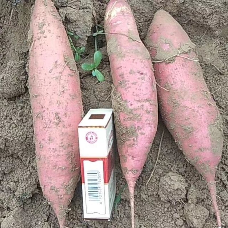 河北龙薯九，皮毛亮，条形好，无沟眼，供应大客商，电商超市