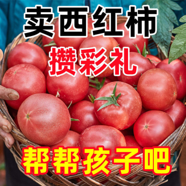优质西红柿山东莘县番茄可大量出售量大优惠产地直发