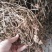 湖北药用鱼腥草折耳根鱼腥草干叶当阳基地直供药厂发货