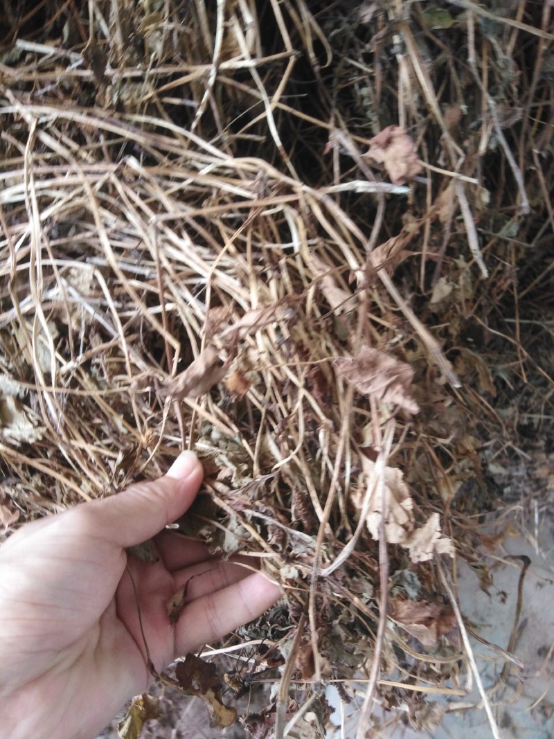 湖北药用鱼腥草折耳根鱼腥草干叶当阳基地直供药厂发货