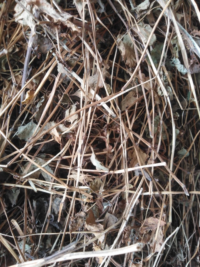 湖北药用鱼腥草折耳根鱼腥草干叶当阳基地直供药厂发货