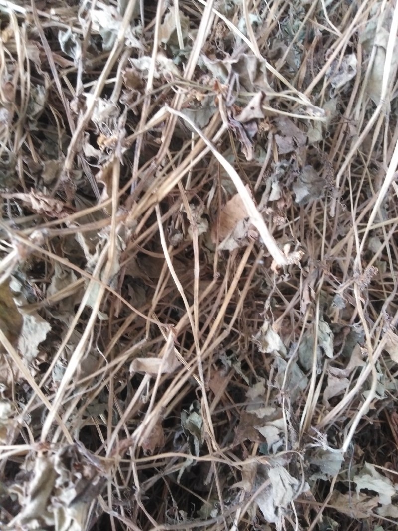 湖北药用鱼腥草折耳根鱼腥草干叶当阳基地直供药厂发货