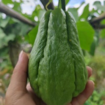 绿皮佛手瓜，来自贵州惠水，基地直供，个头均匀，现摘现发。