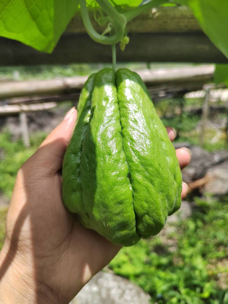 绿皮佛手瓜，来自贵州惠水，基地直供，个头均匀，现摘现发。