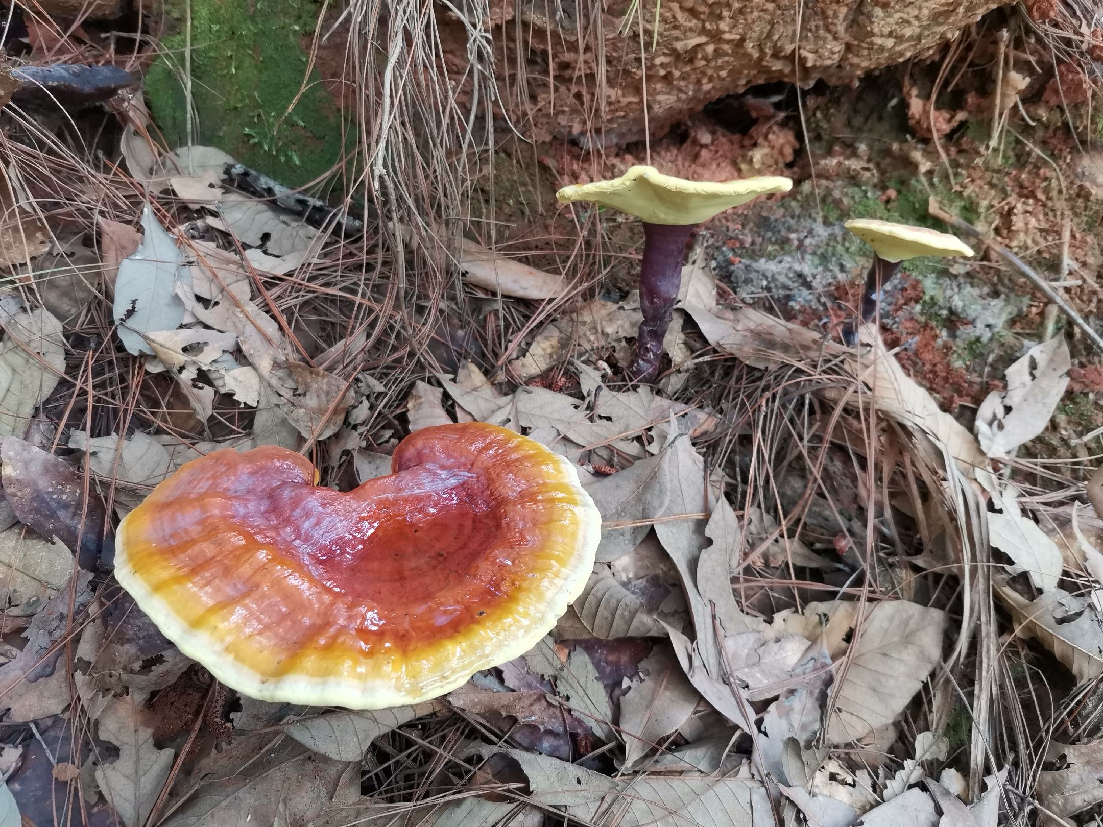 展示浙贝母、川贝母和平贝母三种药材的对比,颜色、形状、大小各异 贝母药材对比图
