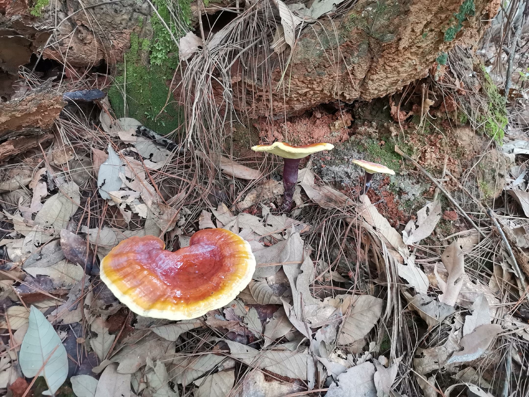 枯树上生长的竹灵芝
