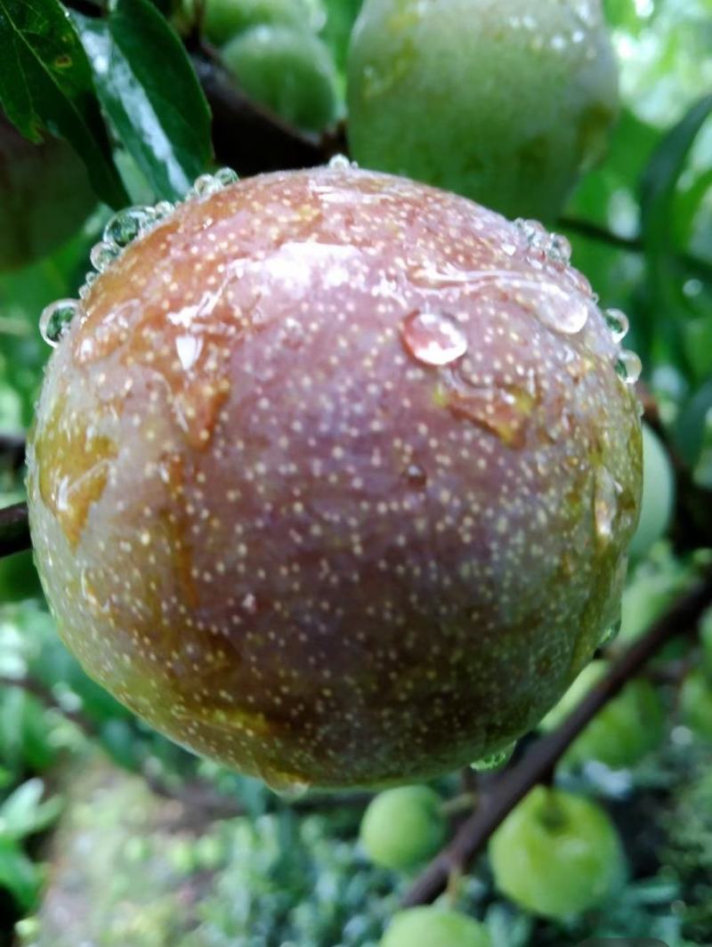 四川宜宾茵红李