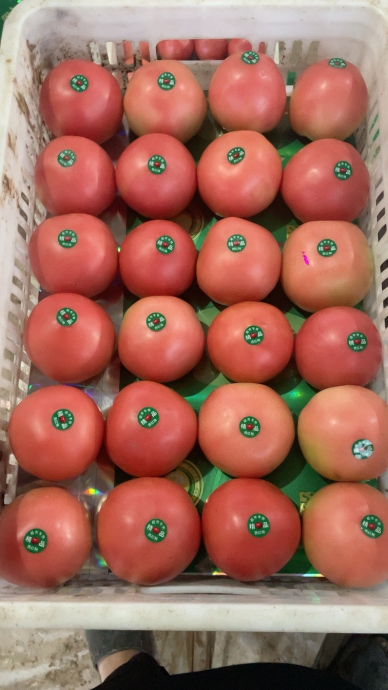 聊城精品硬粉西红柿果型好沙瓤供应各大超市市场