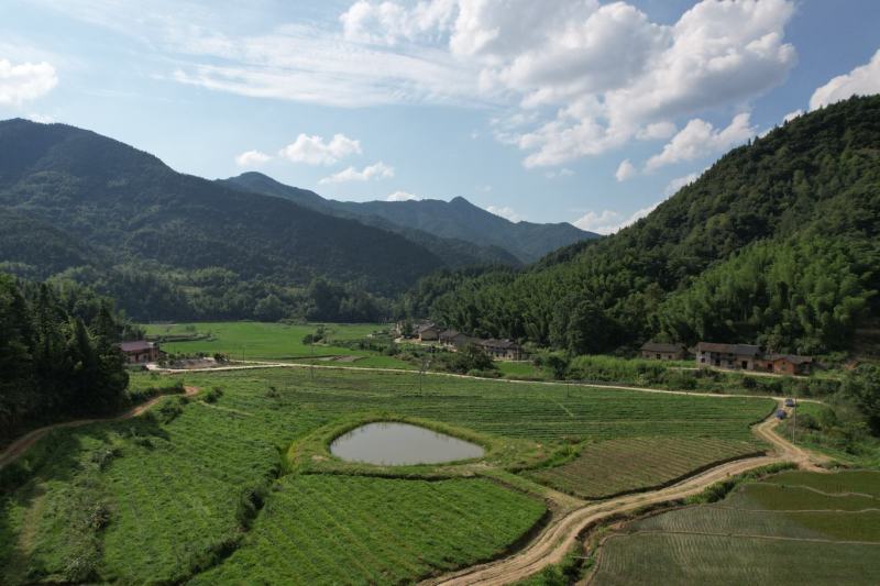 茶叶