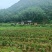 茶叶