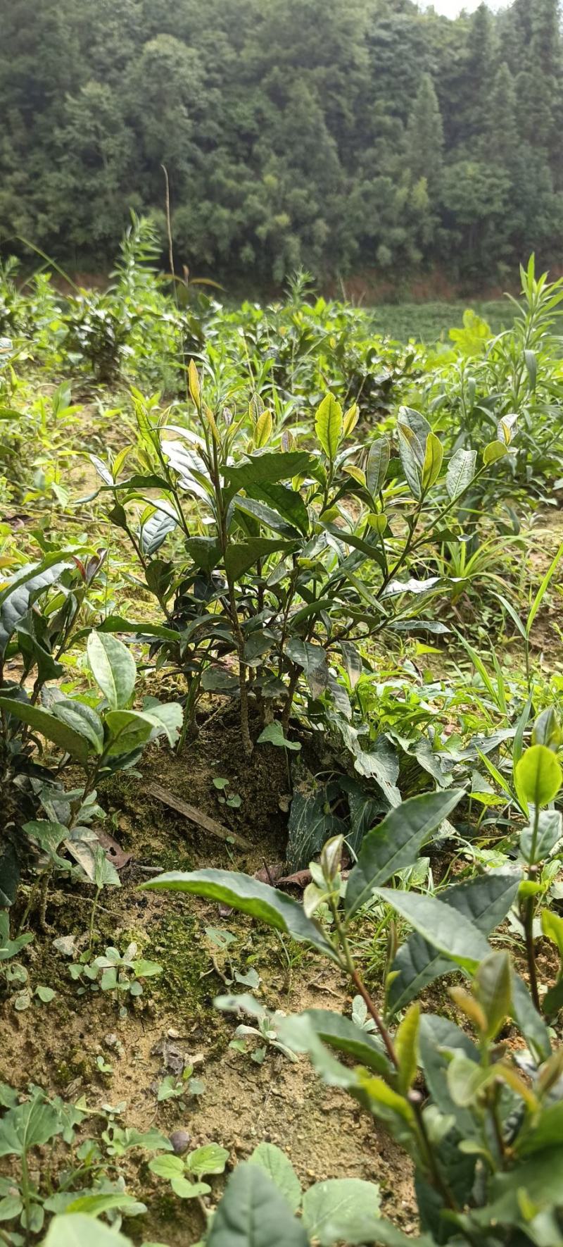 茶叶