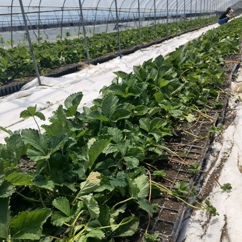 香野（隋珠草莓苗）基地直发，多个品种供您选择，竭诚为您服