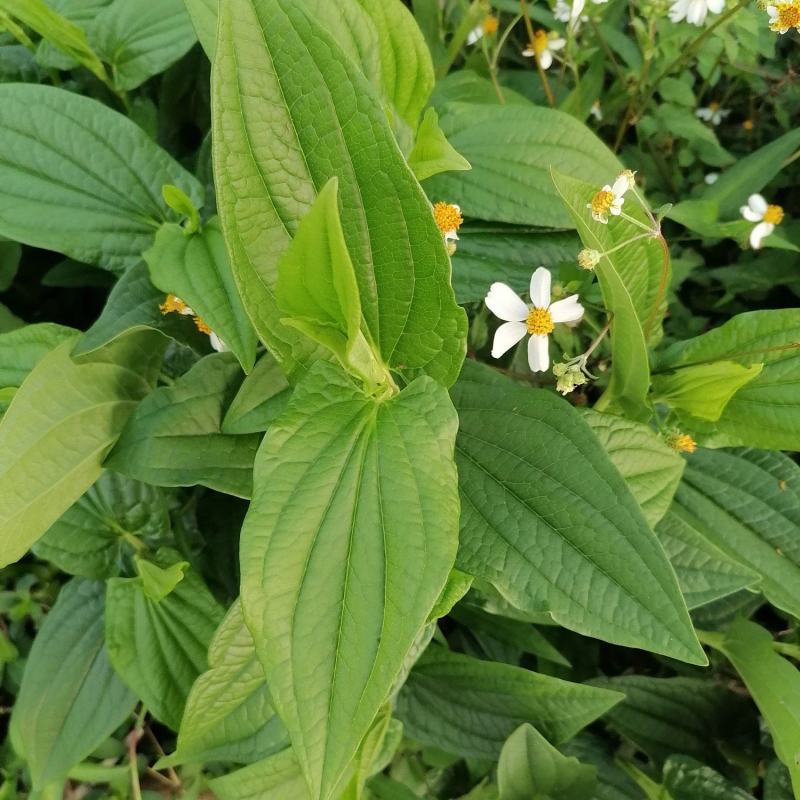 新鲜野生三白草木通草白莲藕下单现釆出售鲜茎叶根苗