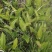新鲜野生三白草木通草白莲藕下单现釆出售鲜茎叶根苗