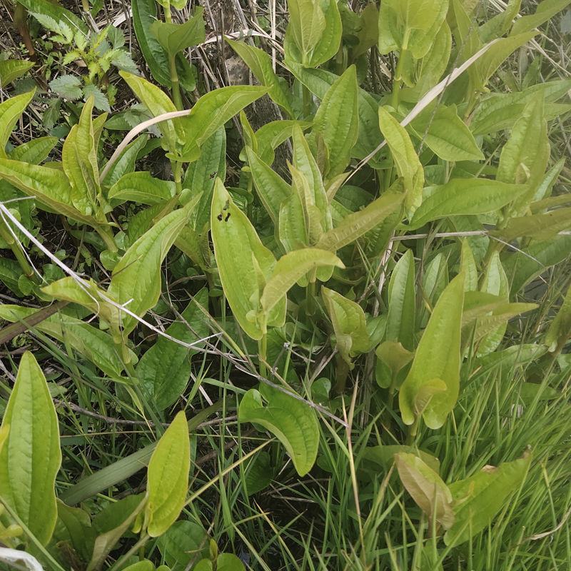 新鲜野生三白草木通草白莲藕下单现釆出售鲜茎叶根苗