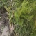 新鲜野生三白草木通草白莲藕下单现釆出售鲜茎叶根苗