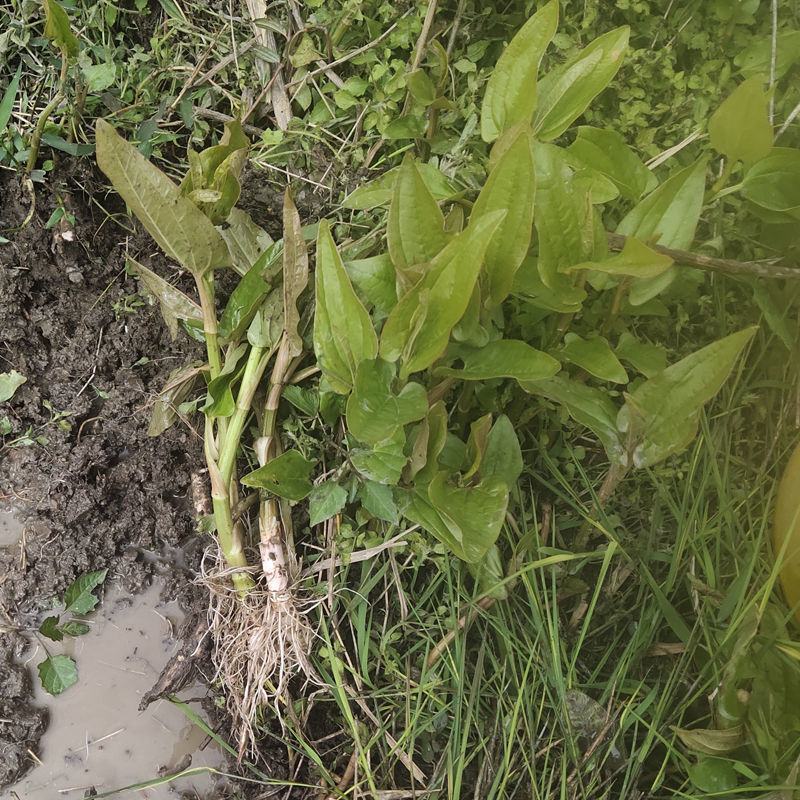 新鲜野生三白草木通草白莲藕下单现釆出售鲜茎叶根苗