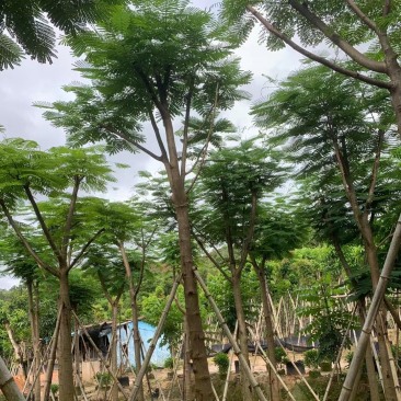 绿化苗木，凤凰木，规格10到20公分，骨架，大量。