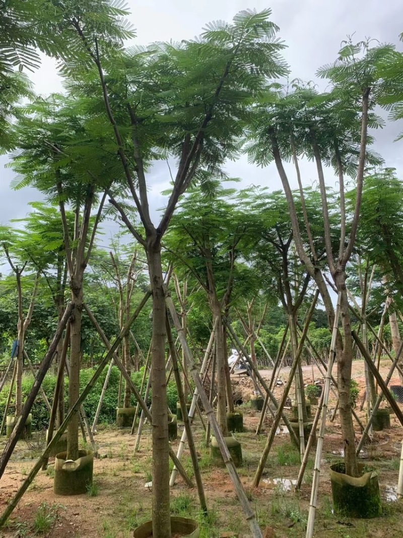 绿化苗木，凤凰木，规格10到20公分，骨架，大量。
