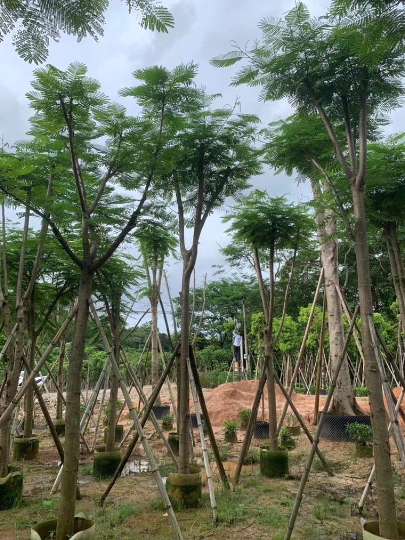 绿化苗木，凤凰木，规格10到20公分，骨架，大量。