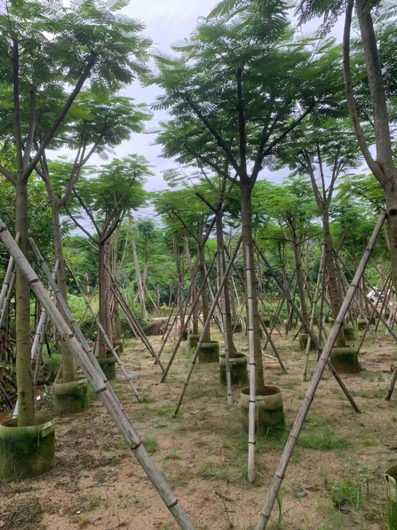 绿化苗木，凤凰木，规格10到20公分，骨架，大量。