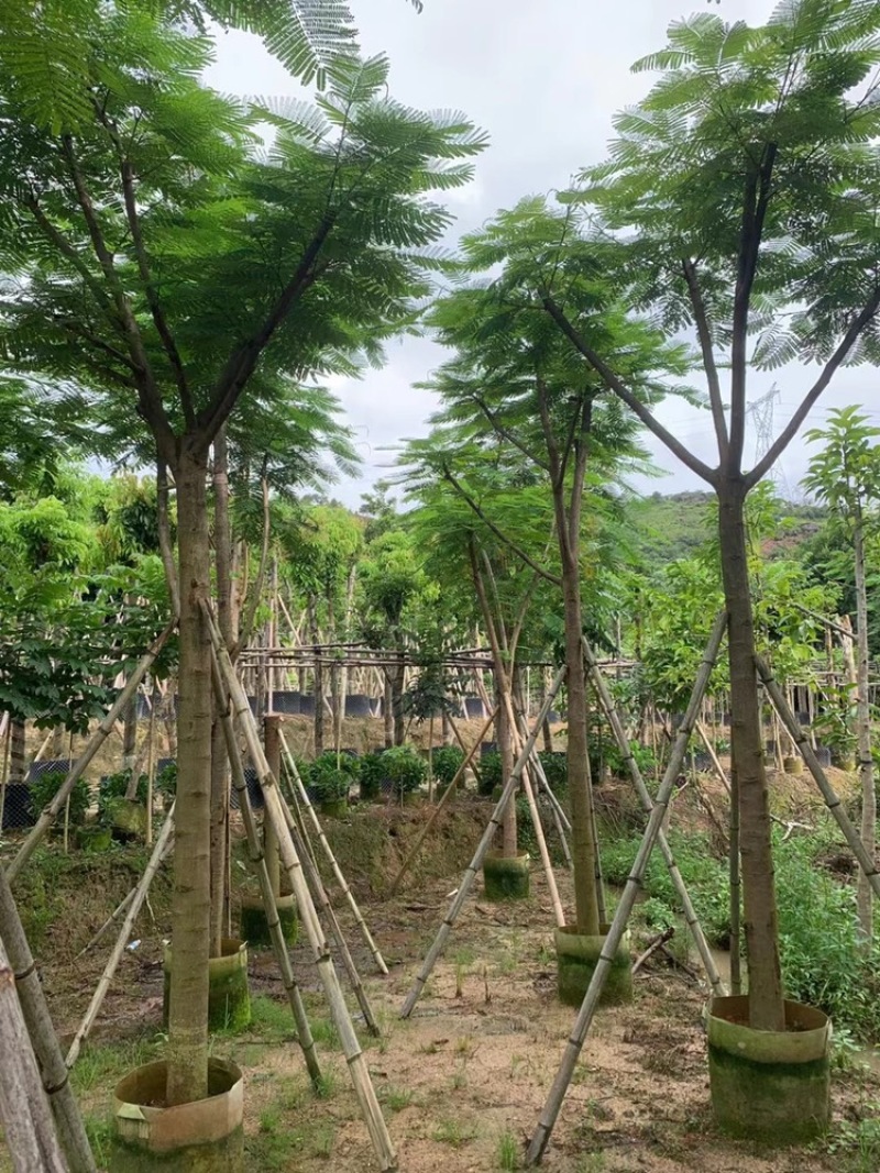 绿化苗木，凤凰木，规格10到20公分，骨架，大量。