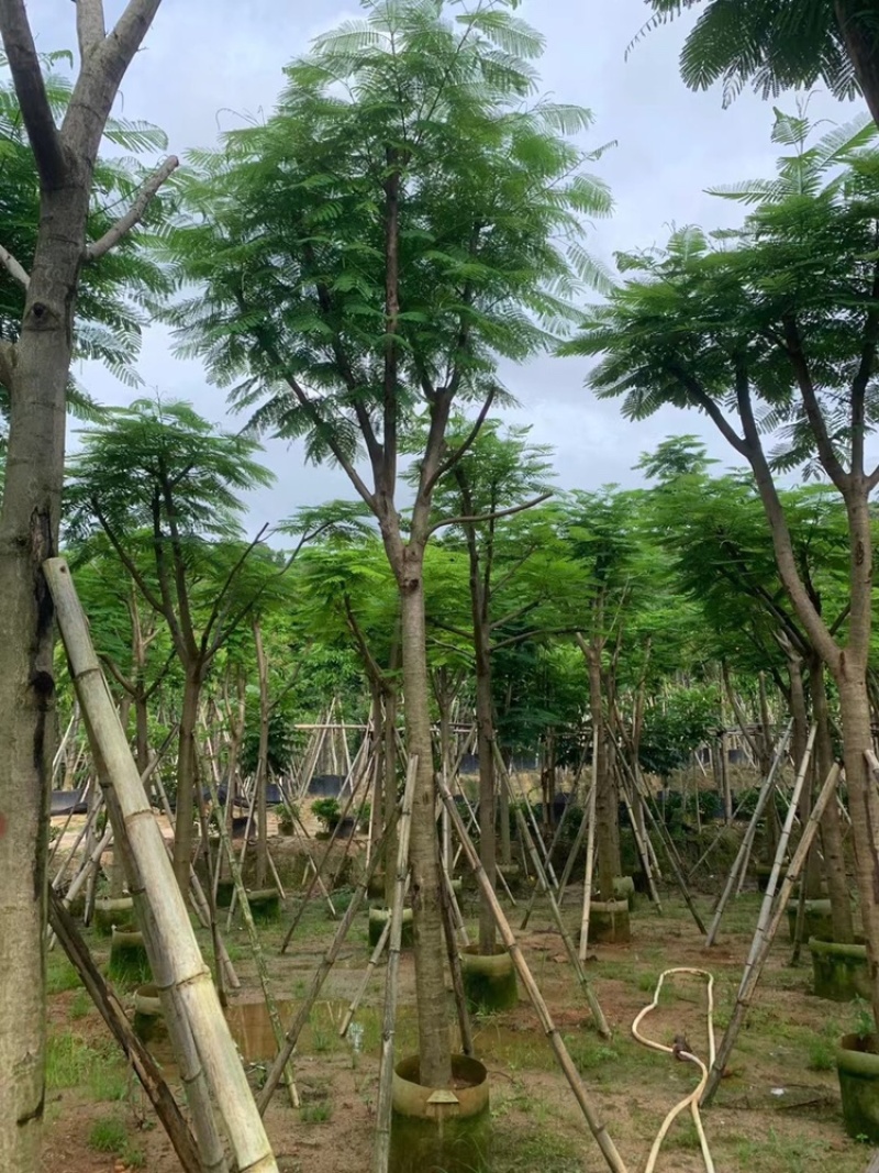 绿化苗木，凤凰木，规格10到20公分，骨架，大量。