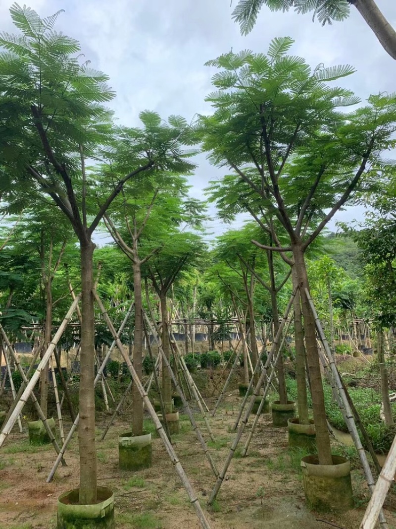 绿化苗木，凤凰木，规格10到20公分，骨架，大量。