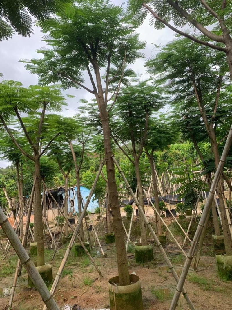 绿化苗木，凤凰木，规格10到20公分，骨架，大量。